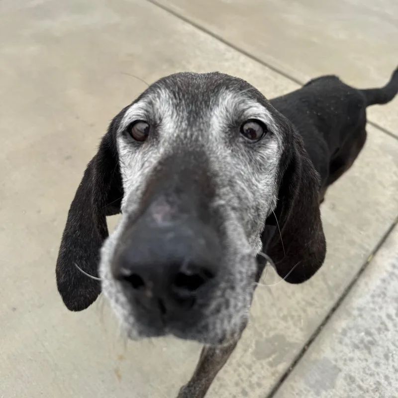 A senior medium-sized male Black Plott Hound dog named Gary for adoption in Harrisonburg, VA