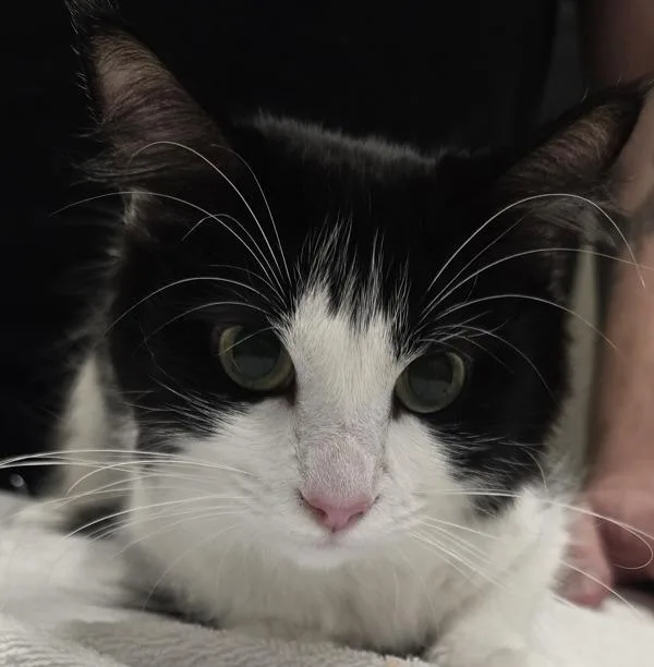 A young small-sized female Domestic Short Hair cat named Betsy for adoption in El Cajon, CA