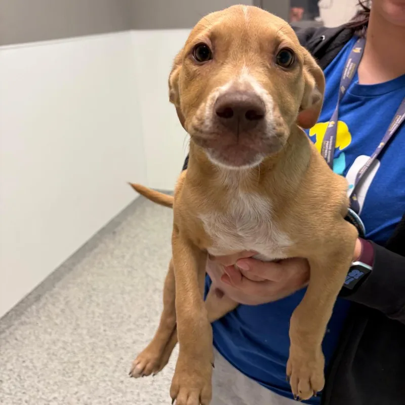 A baby small-sized male Yellow / Tan / Blond / Fawn Dachshund dog named Derek for adoption in Newark, DE