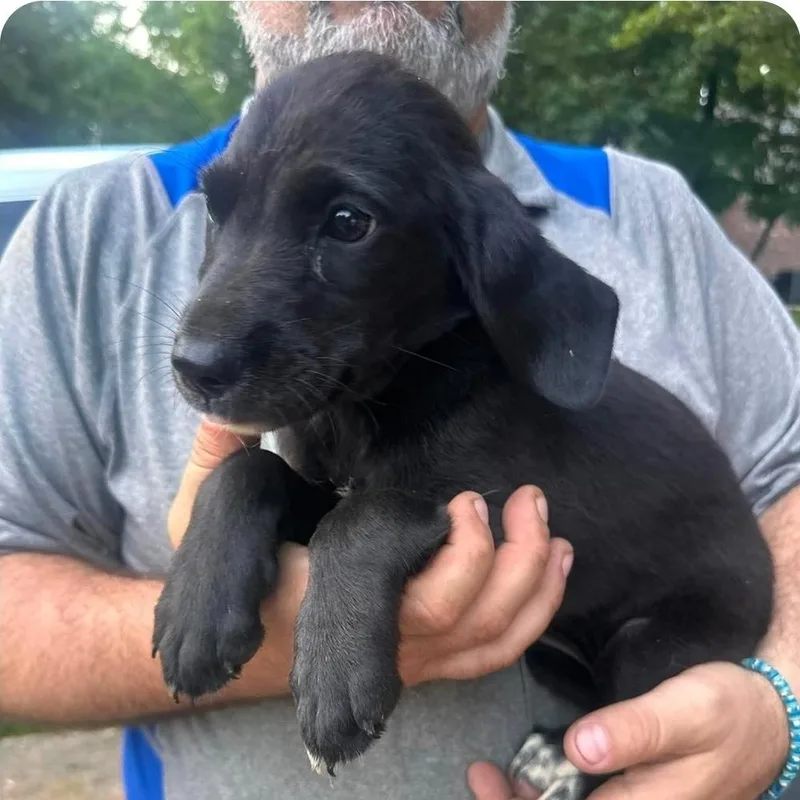 A baby medium-sized female Black Mixed Breed dog named Minnie for adoption in Groveland, MA