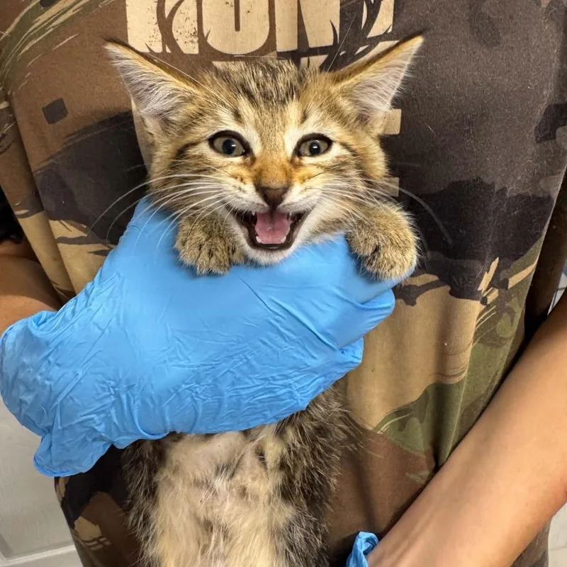 A baby small-sized female Domestic Short Hair cat named Pearl ARC for adoption in Akron, NY