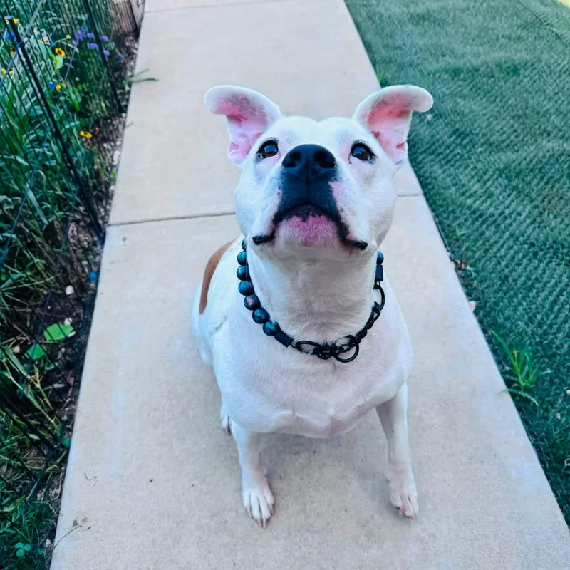 An adult medium-sized male White / Cream American Staffordshire Terrier dog named Dexter for adoption in Williston, VT