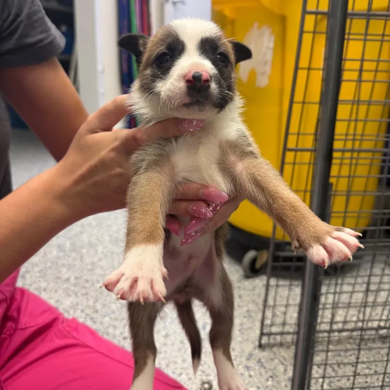 A baby small-sized male Mixed Breed dog named Raphael for adoption in Tyler, TX