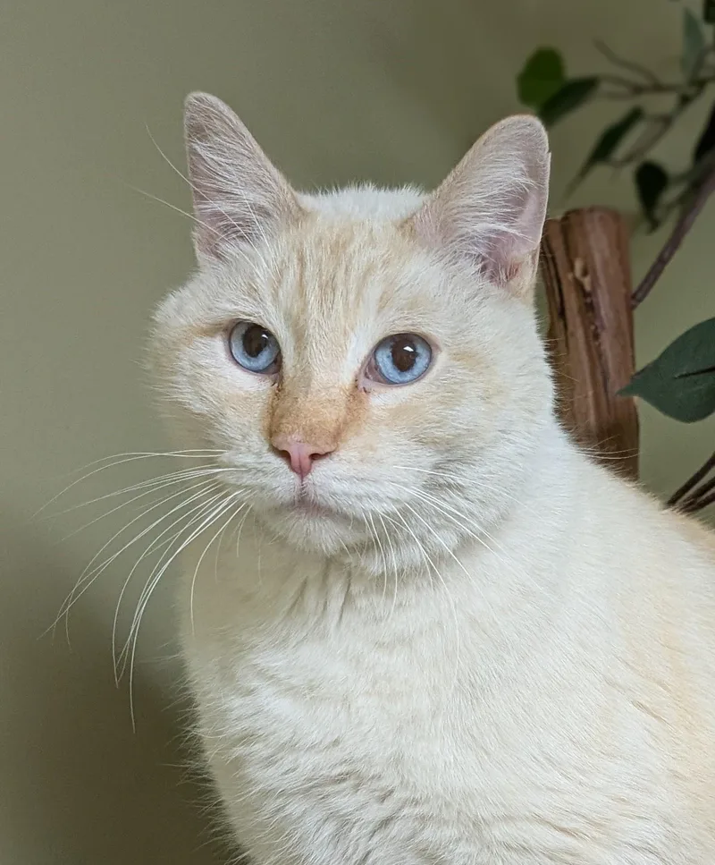 An adult large-sized male Flame Point Siamese cat named Romeo for adoption in Hastings, NE