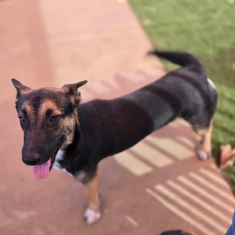 A young medium-sized male Corgi dog named Hoagie for adoption in San Antonio, TX