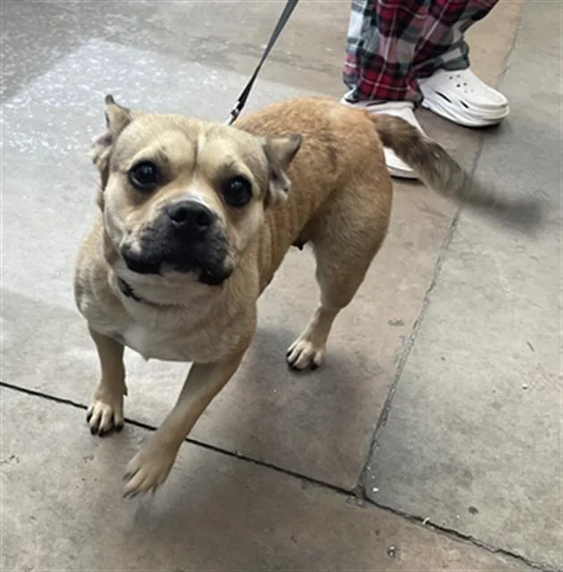 A young small-sized female Mixed Breed dog named Stella for adoption in Dallas, TX