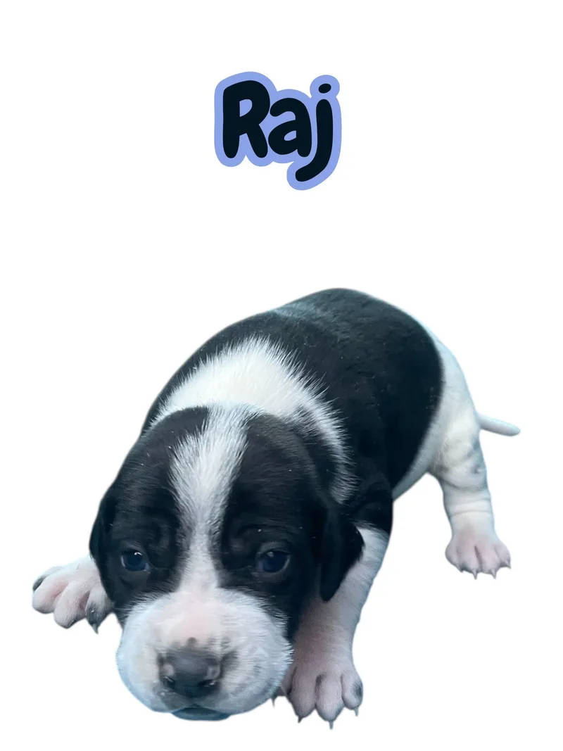 A baby medium-sized male White / Cream Terrier dog named Raj for adoption in Chuckey, TN