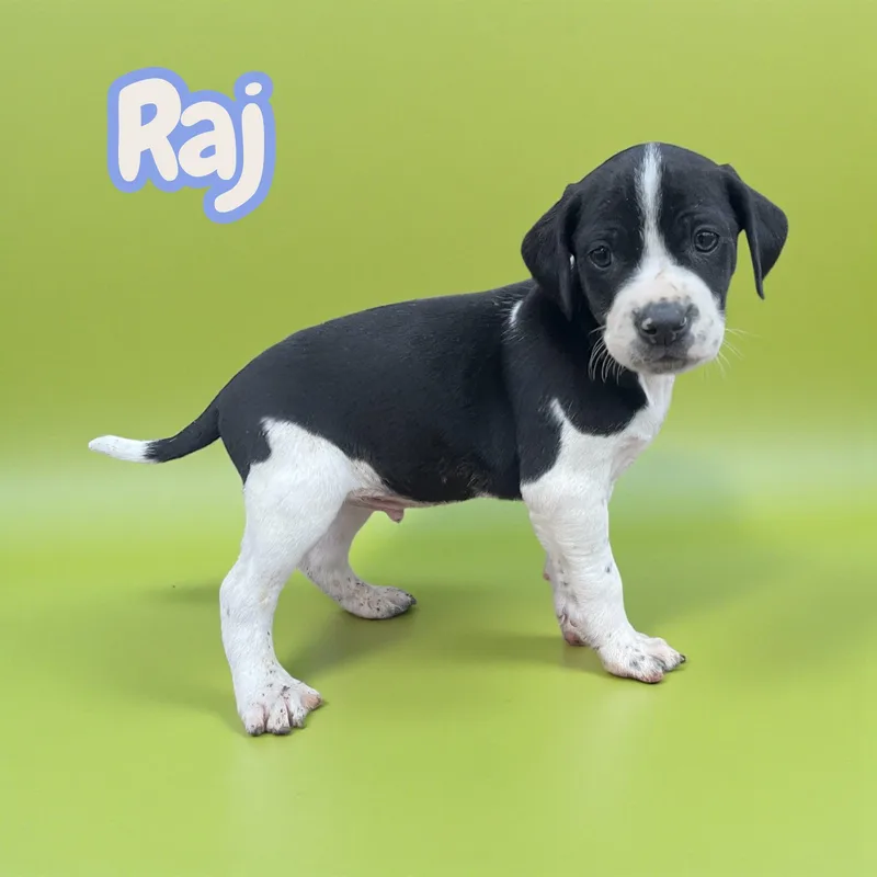 Raj thumbnail 2