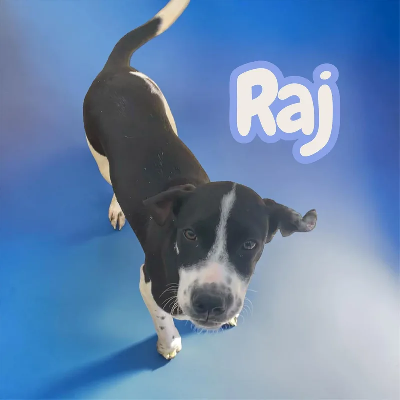 Raj thumbnail 5