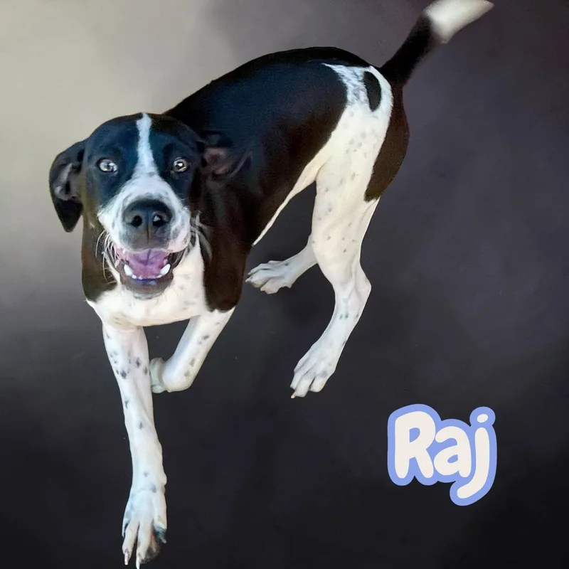 Raj thumbnail 6