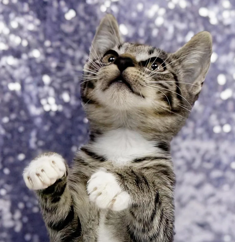 A baby small-sized male Tabby (Brown / Chocolate) Tabby cat named Rhino is going to for adoption in Bedford Hills, NY
