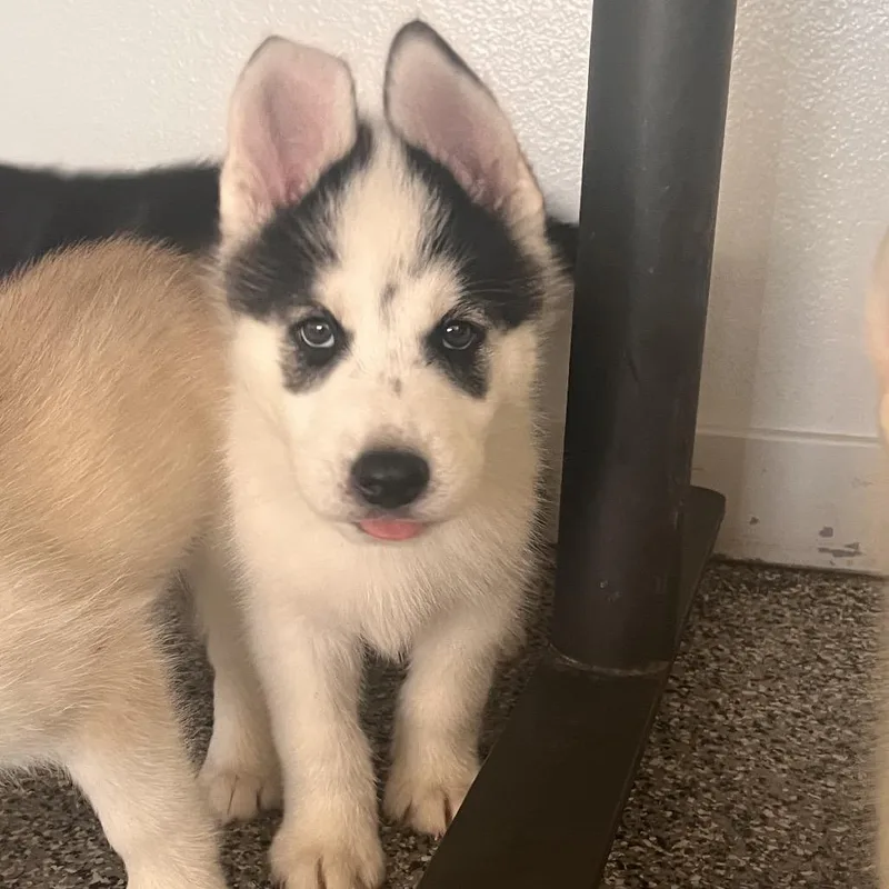 A baby small-sized male Black Husky dog named Bishop for adoption in Hawthorne, CA
