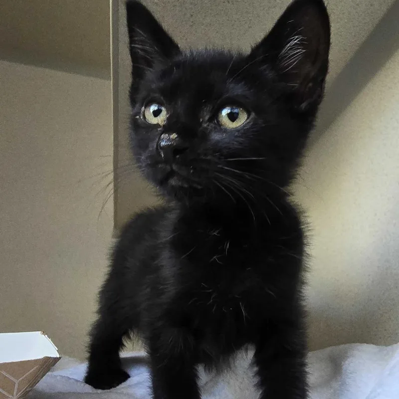 A baby small-sized male Domestic Short Hair cat named Crunchie for adoption in Redwood City, CA