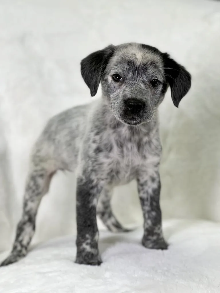 Little Women Litter  thumbnail 2