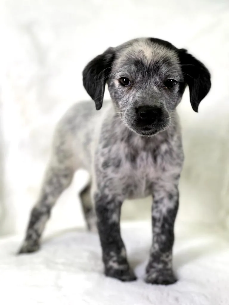 Little Women Litter  thumbnail 3