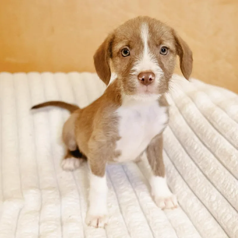 A baby medium-sized female Labrador Retriever dog named Roomba for adoption in Valparaiso, IN