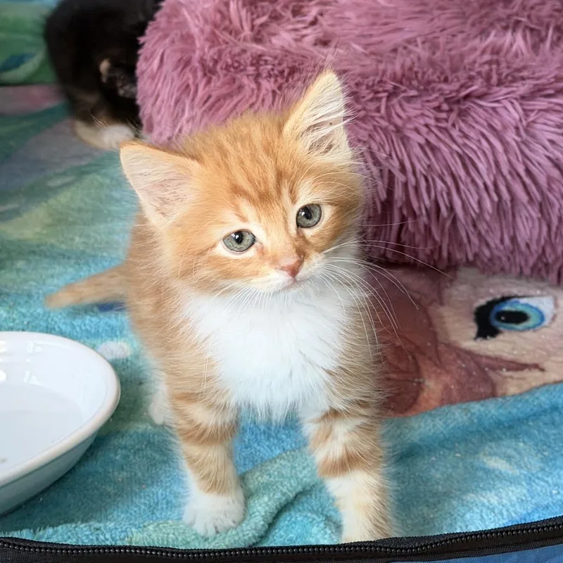 A baby small-sized male Orange / Red Domestic Long Hair cat named Harry for adoption in Long Beach, CA
