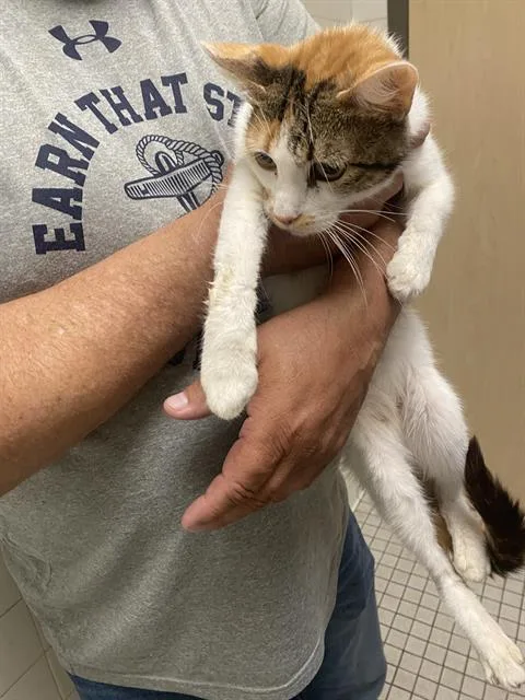 A young medium-sized female Domestic Short Hair cat named Luna for adoption in Dallas, TX