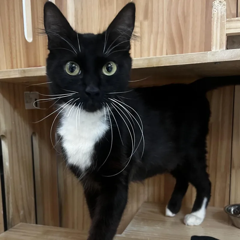 An adult medium-sized female Black Domestic Short Hair cat named Clover for adoption in Yucca Valley, CA