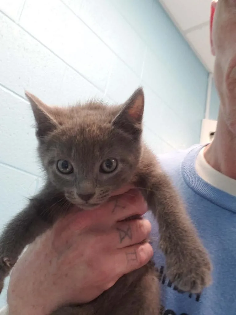 A baby medium-sized female Gray / Blue / Silver Domestic Short Hair cat named Iris for adoption in Frankfort, KY