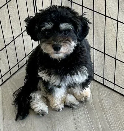 A baby small-sized male Havanese dog named Maverick in NE for adoption in Cumming, GA