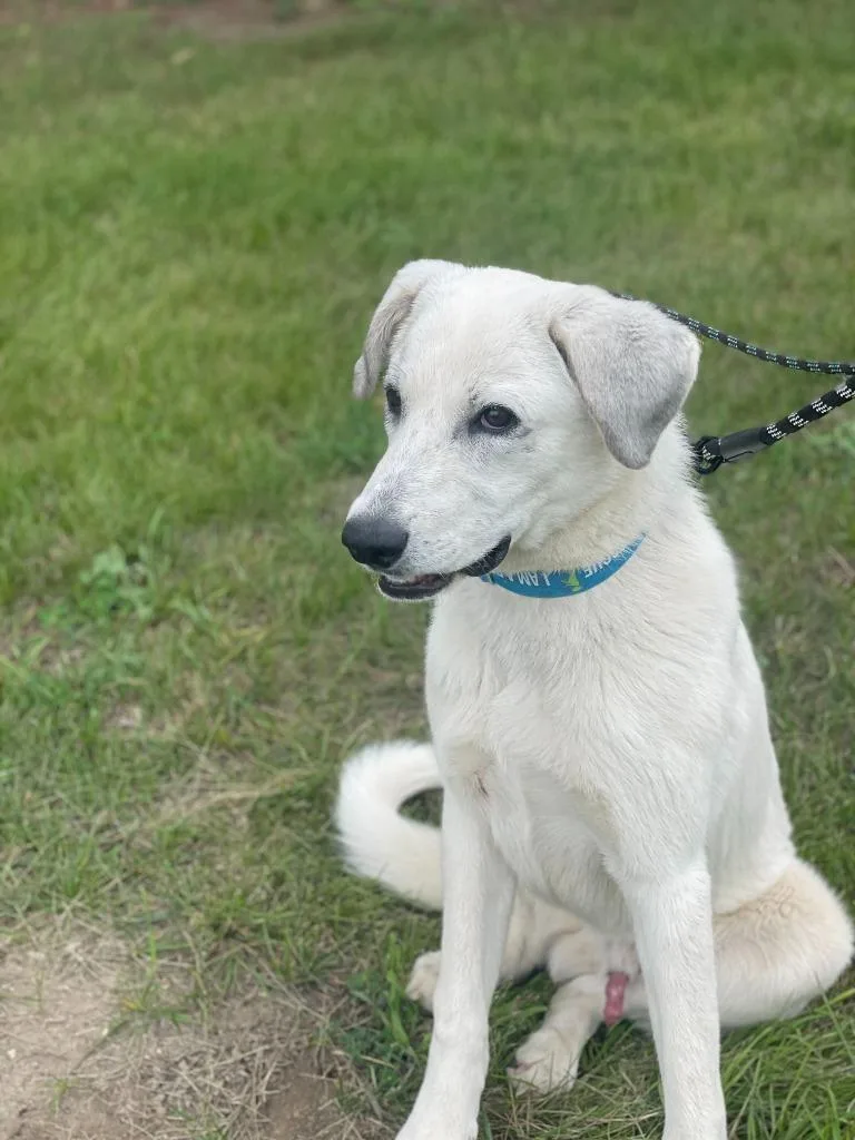 A baby large-sized male Mixed Breed dog named Azer for adoption in Minot, ND