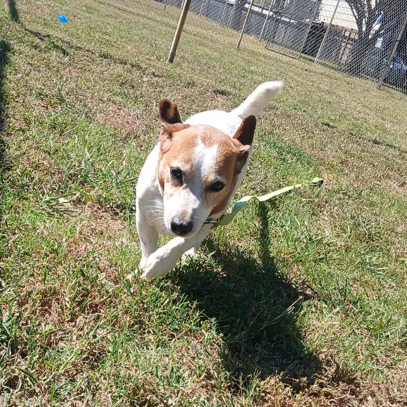 A senior small-sized male White / Cream Jack Russell Terrier dog named Zack for adoption in Tulsa, OK