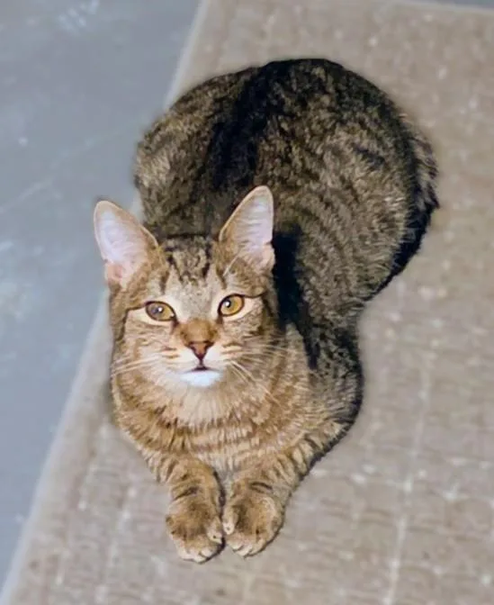 A baby medium-sized male Tabby (Brown / Chocolate) Tabby cat named Jimmy for adoption in New Albany, OH