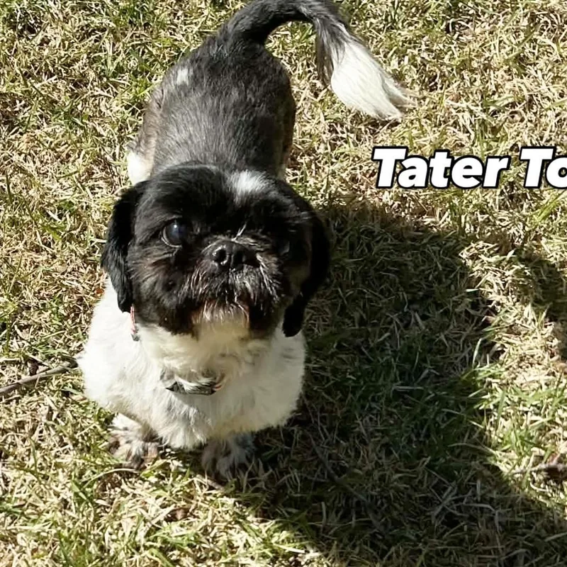 Tater Tot