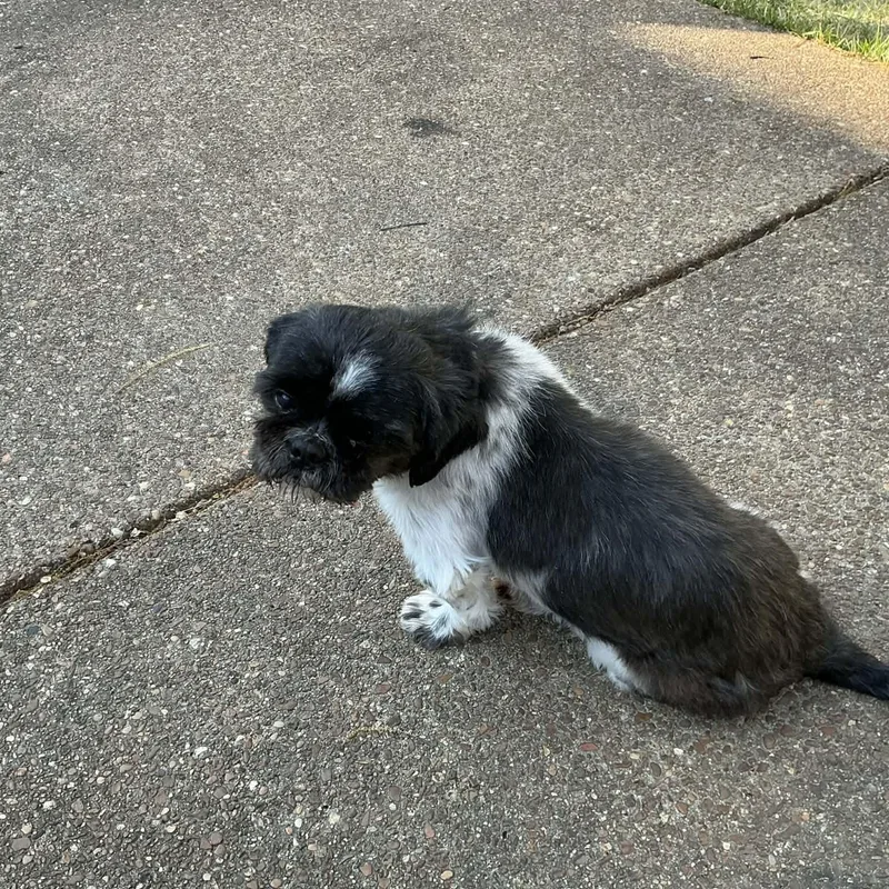 Tater Tot thumbnail 3