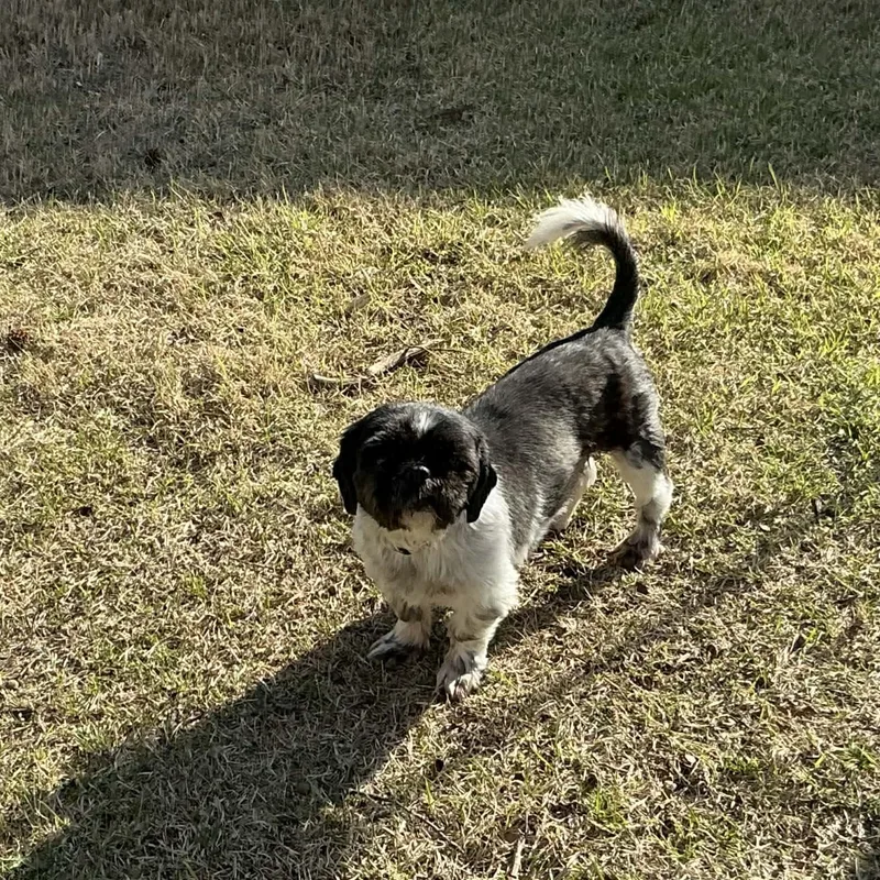 Tater Tot thumbnail 5