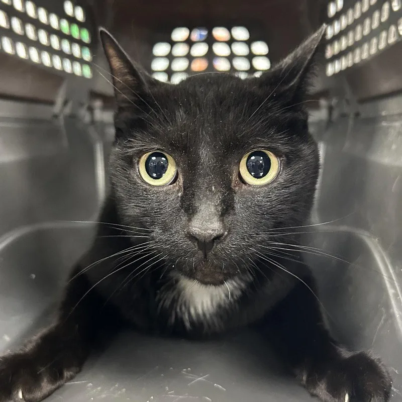 An adult medium-sized male Black & White / Tuxedo Domestic Short Hair cat named Saint for adoption in New Castle, DE