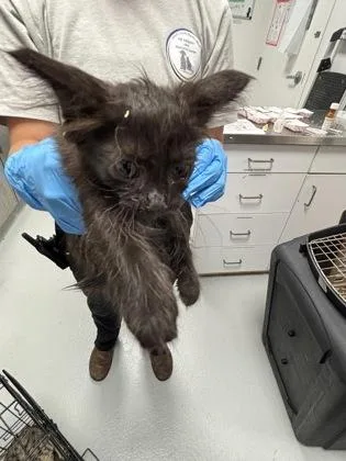 A baby small-sized male Domestic Medium Hair cat named Duke for adoption in Cumming, GA