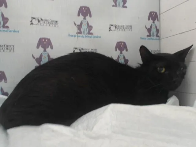 A young small-sized female Domestic Short Hair cat named Hecate for adoption in Orlando, FL