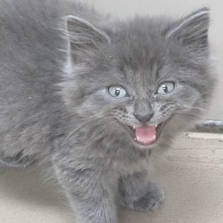 A baby medium-sized female Gray / Blue / Silver Domestic Short Hair cat named Zelda for adoption in Carthage, IL