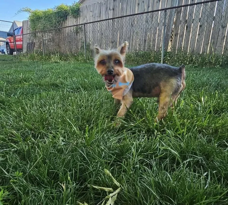 Gizmo