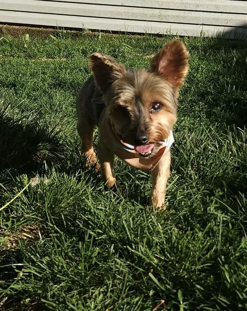 Gizmo thumbnail 2