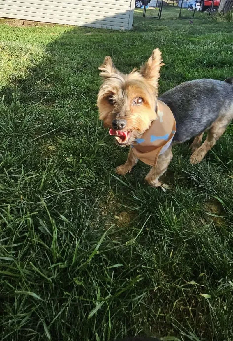 Gizmo thumbnail 3