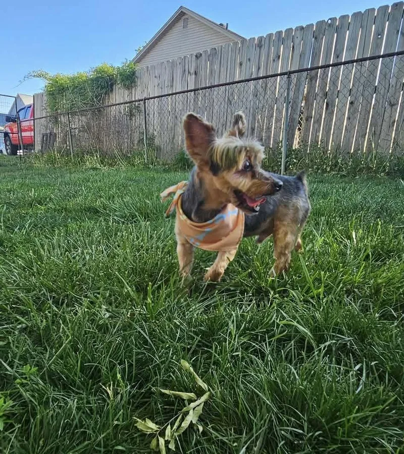 Gizmo thumbnail 4