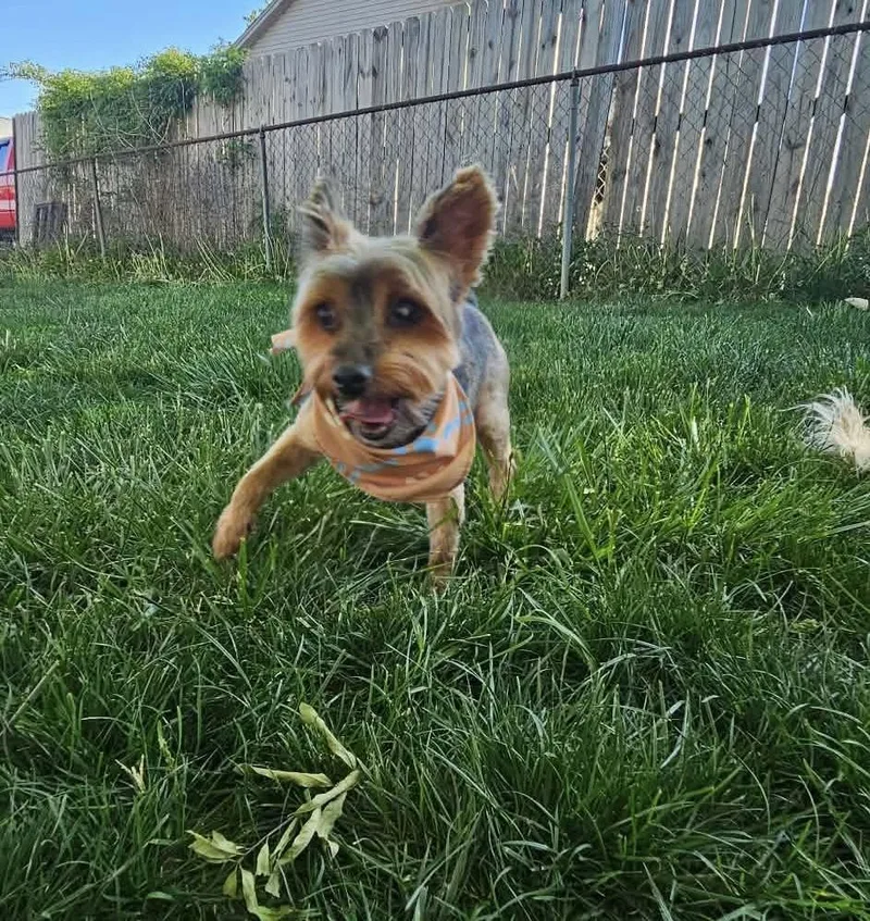 Gizmo thumbnail 5