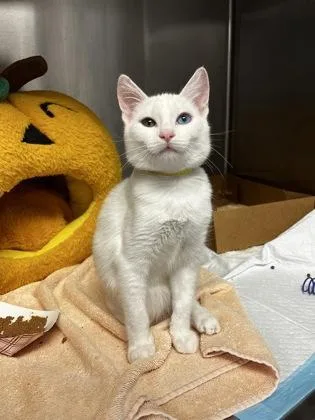 A young small-sized male Siamese cat named Crumb Muffin for adoption in Roseville, CA