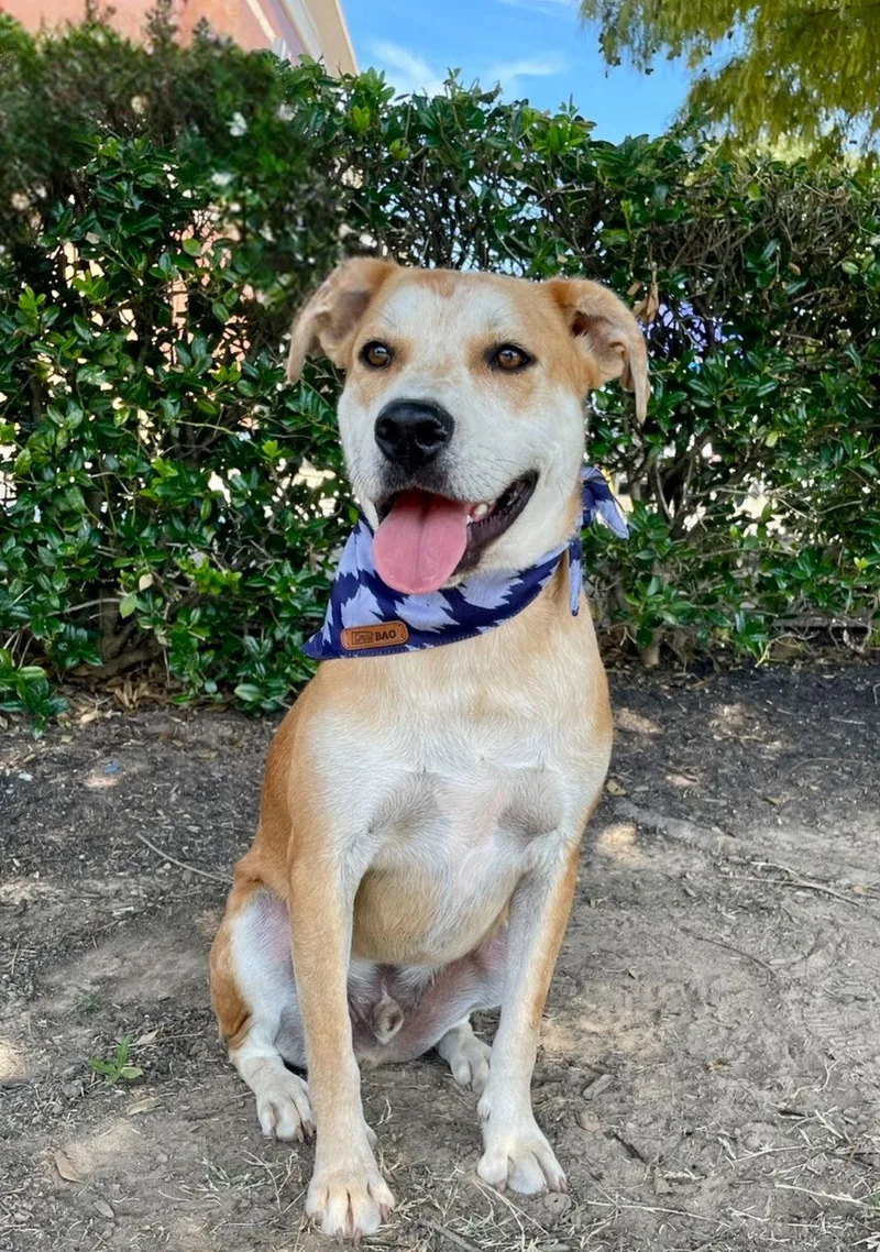 An adult medium-sized male Carolina Dog dog named Dozer for adoption in Southaven, MS