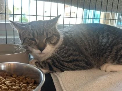 A baby small-sized male Domestic Short Hair cat named Rain for adoption in Palm Coast, FL