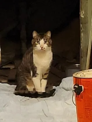 Ramone Albus thumbnail 3