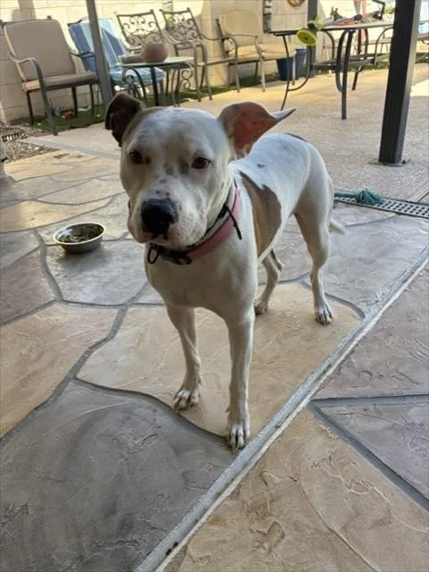 A young large-sized female Pit Bull Terrier dog named Amy for adoption in Mesa, AZ