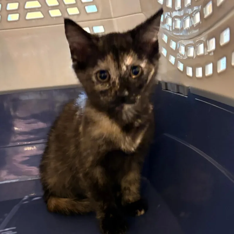 A baby small-sized female Tortoiseshell Domestic Short Hair cat named Lime for adoption in Lynchburg, VA