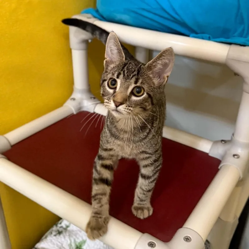 A baby medium-sized male Domestic Short Hair cat named Hijinks for adoption in Penn Yan, NY