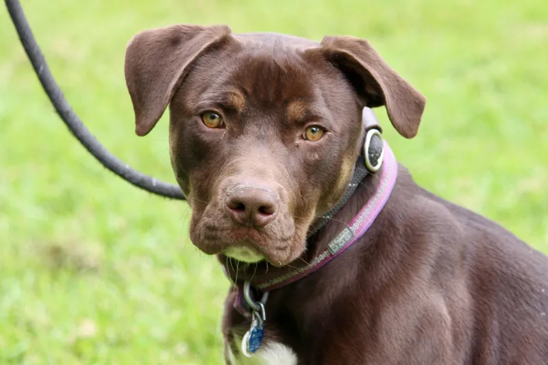 A young medium-sized male Brown / Chocolate Mixed Breed dog named Henry for adoption in Brazil, IN