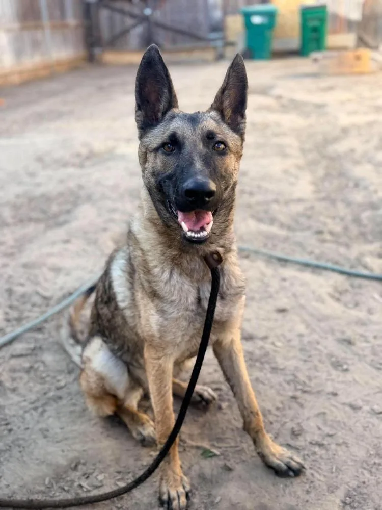 A young medium-sized female Tricolor (Brown, Black, & White) Belgian Shepherd / Malinois dog named Bria located in california for adoption in Imlay City, MI