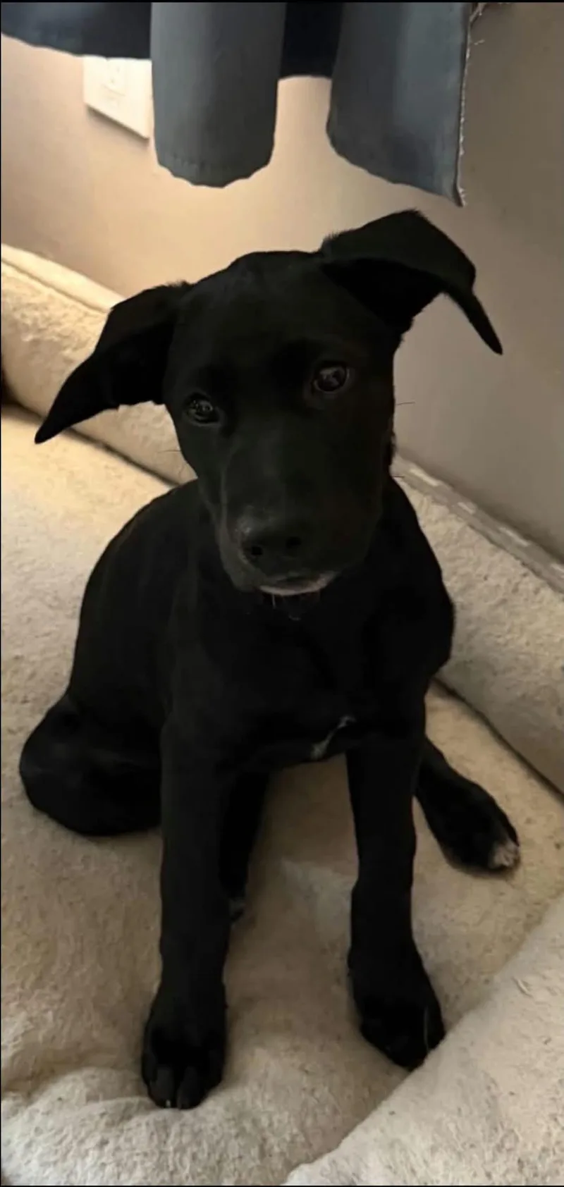 A baby medium-sized female Labrador Retriever dog named Lila for adoption in Alexander, AR